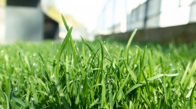 Fall Lawn Fertilizing in Ventura County, CA