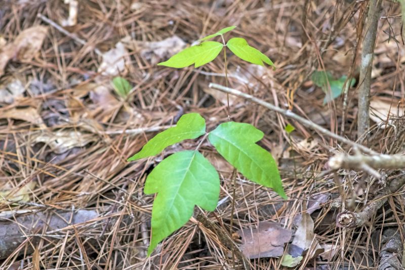 Poison Ivy Removal in Honolulu, HI