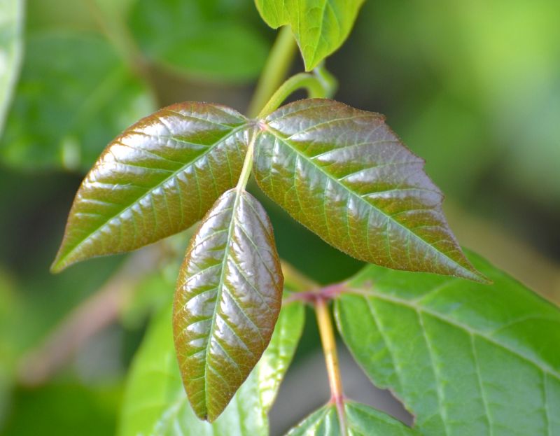 Poison Ivy Removal in Ventura County, CA