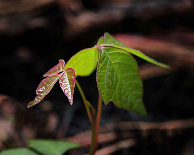 Poison Oak Removal in Delaware County, PA